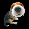 /album/cachorros-narigudos/puppy-png/
